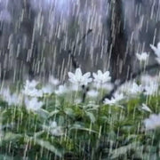 Flowers in rain