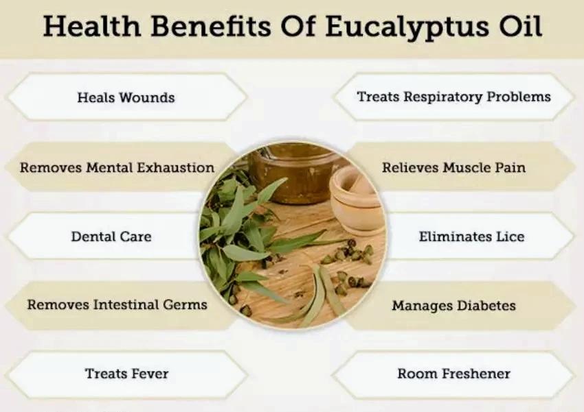 Benefits of Eucalyptus Oil