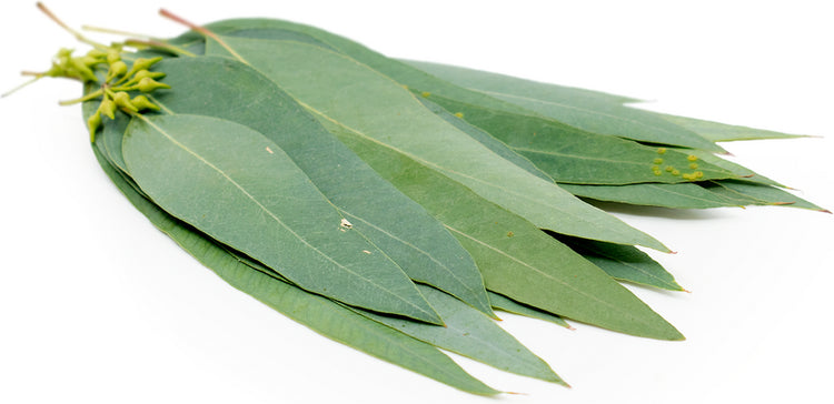 Eucalyptus Leaves