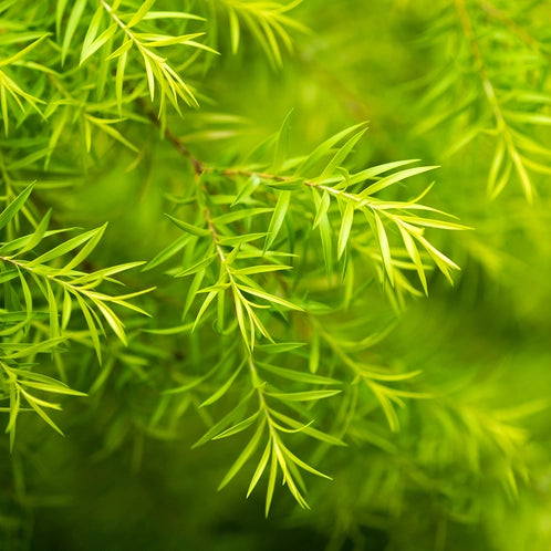 tea tree essential oil